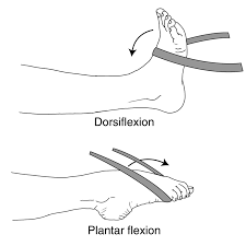 staw skokowy - Przyciąganie i odciąganie palców stopy