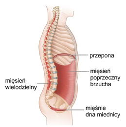 mięśnie głębokie schemat